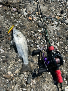 セイゴ（ヒラスズキ）の釣果