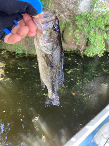 ラージマウスバスの釣果