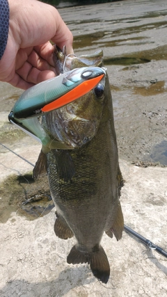 スモールマウスバスの釣果