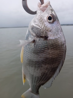 キビレの釣果