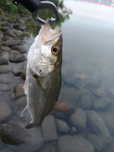 セイゴ（マルスズキ）の釣果