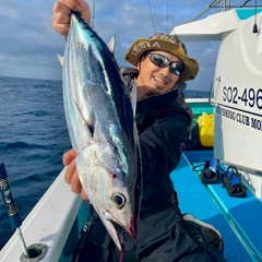 カツオの釣果