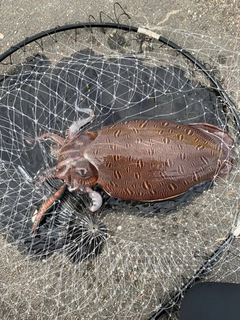 モンゴウイカの釣果