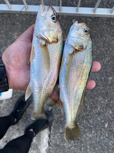 イシモチの釣果