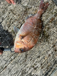 イシガキダイの釣果