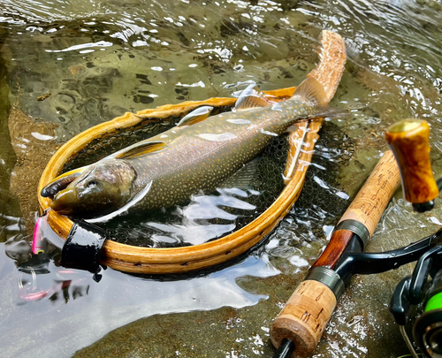 オショロコマの釣果