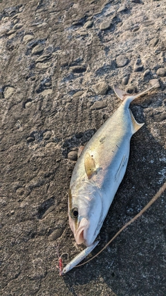 ショゴの釣果