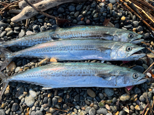 サゴシの釣果