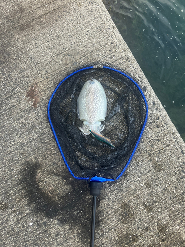 シリヤケイカの釣果