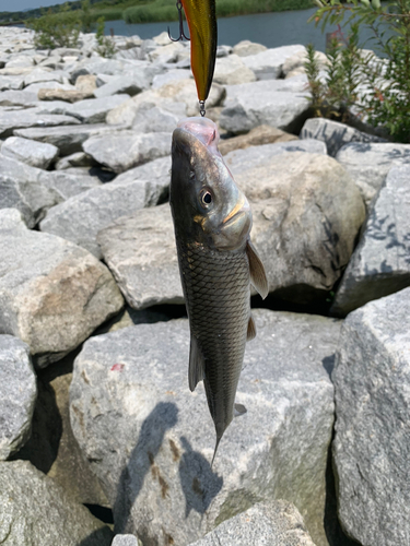 ニゴイの釣果