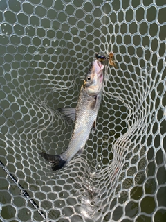 ニゴイの釣果