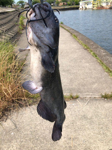 アメリカナマズの釣果