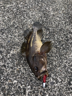 シマソイの釣果