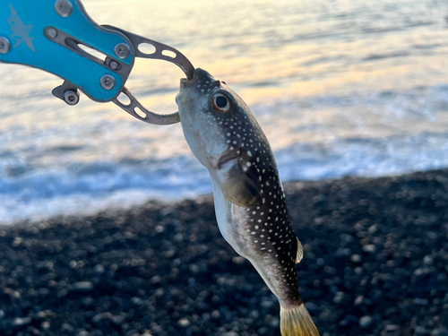 クサフグの釣果