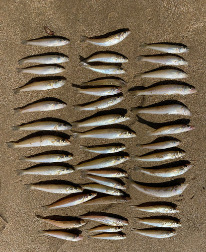 キスの釣果