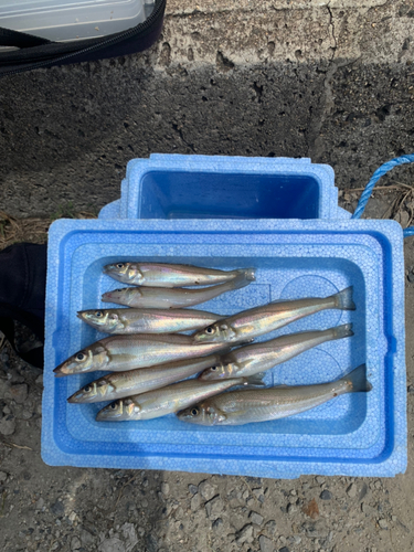 キスの釣果