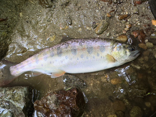 ヤマメの釣果