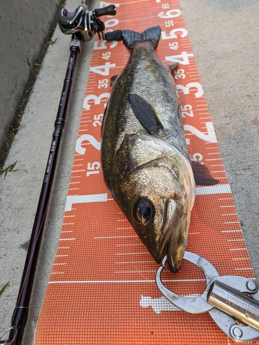 シーバスの釣果