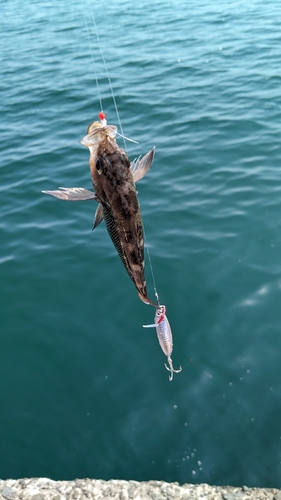 ガヤの釣果