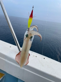 ケンサキイカの釣果