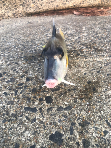 ギマの釣果