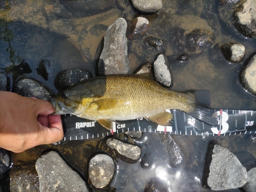 スモールマウスバスの釣果