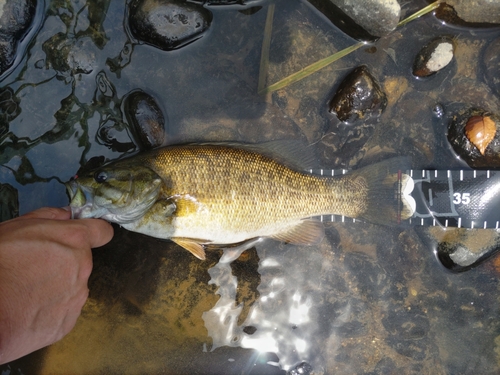 スモールマウスバスの釣果