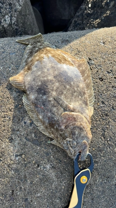 マゴチの釣果