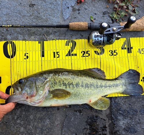 ブラックバスの釣果