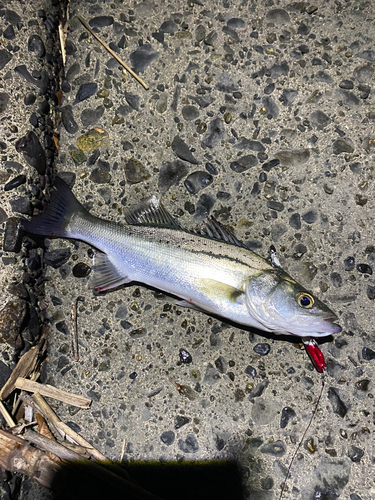 セイゴ（タイリクスズキ）の釣果