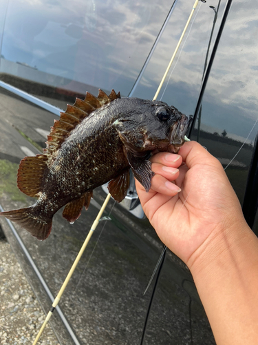 ムラソイの釣果