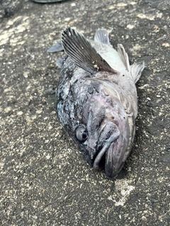 クロソイの釣果