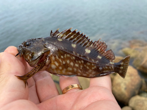 ガシラの釣果