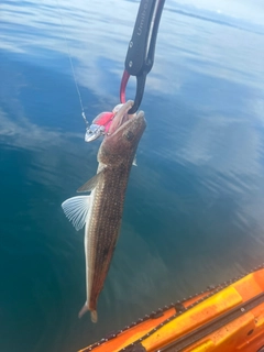 エソの釣果