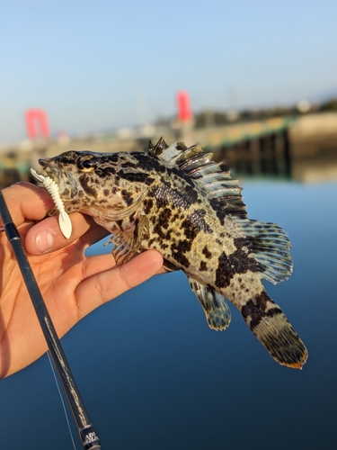 タケノコメバルの釣果