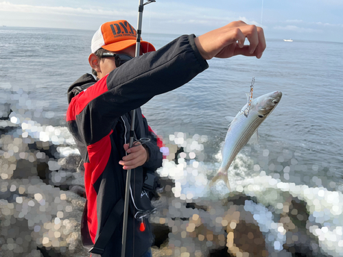 コノシロの釣果