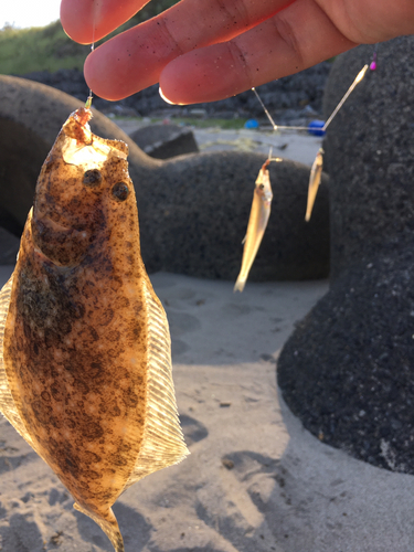 シロギスの釣果