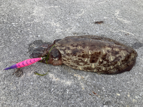 モンゴウイカの釣果