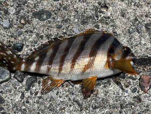 タカノハダイの釣果