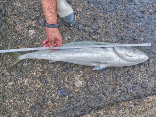 ワラサの釣果