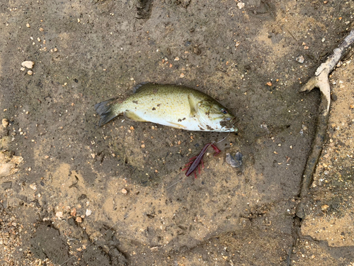 スモールマウスバスの釣果