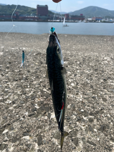 サバの釣果