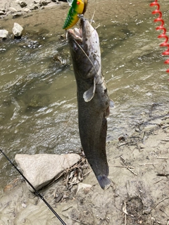 ナマズの釣果