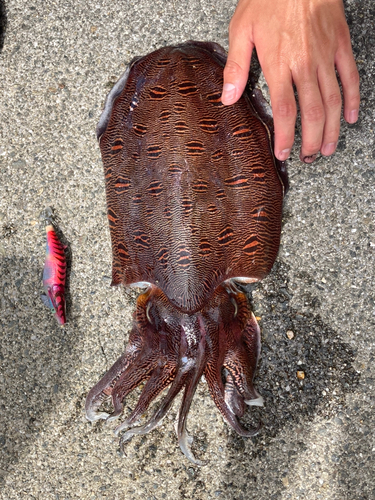 コウイカの釣果