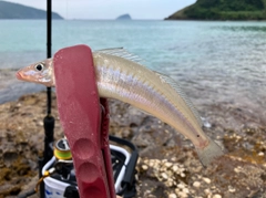 シロギスの釣果