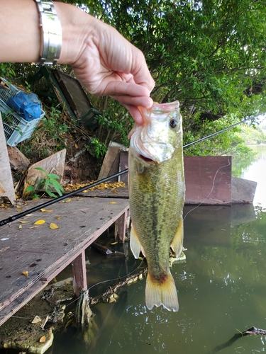 駕与丁池