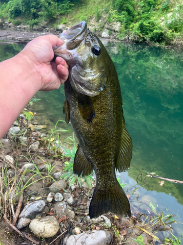 スモールマウスバスの釣果