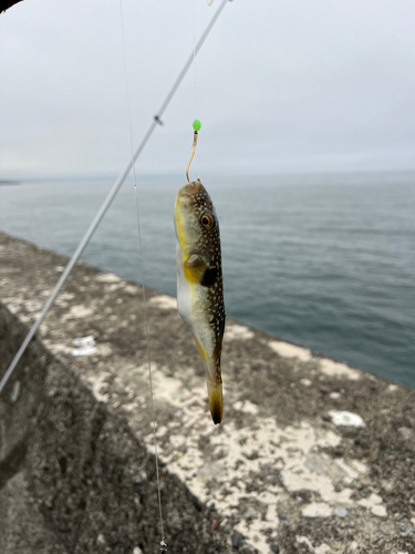 ホッケの釣果