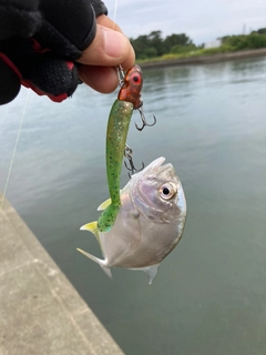 メッキの釣果