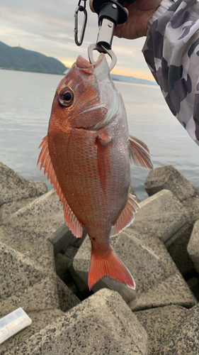 マダイの釣果